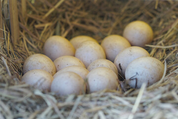 Fresh chicken eggs in a cage on a haystack