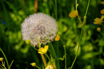 White fluffy dandelion on a green lawn, sunny warm day, summer, fluffs, seeds, serenity, wallpaper, screen saver, nature in summer, meadow, bright, picturesque, sunlight, summer mood, close-up