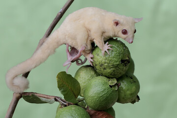 A mother sugar glider was looking for food in the guava fruit collection while holding two babies...