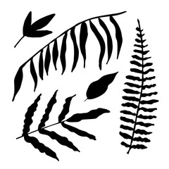 Simple vector drawing. Set of tropical plants, black silhouette of palm leaves, fern branch, twig. Exotic nature, jungle, rainforest.