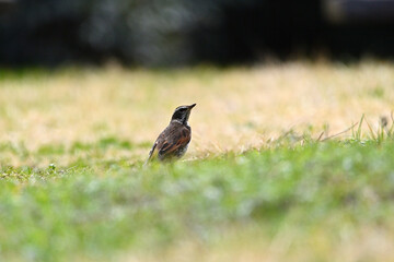 野原にいるツグミ