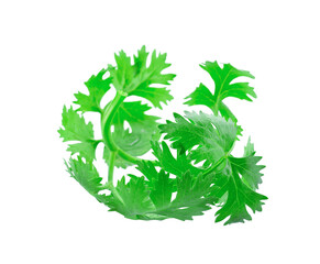 Fresh green coriander isolated on transparent png