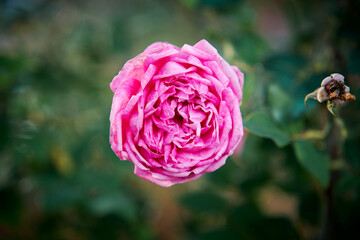 close up of pink rose in the garden