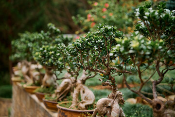 bonsai plants in a garden