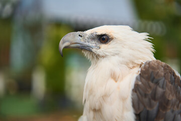 close up portrait of an eagle