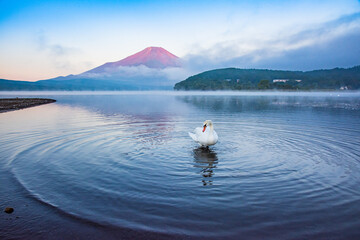 山中湖から赤富士と白鳥