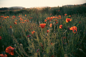 Summer sunset over beautiful poppy meadow.