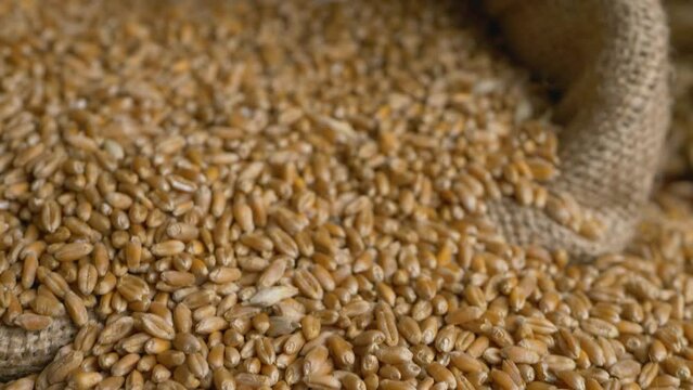 Ripe wheat. Harvest time activity. Rural agriculture summer field. Healthy natural bio food concept. Agricultural landscape