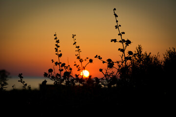 Fototapeta premium Sunset and plant silhouettes on the beach.
