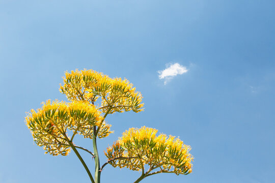 Yellow Maguey Botton Flower with shinny blue sky background