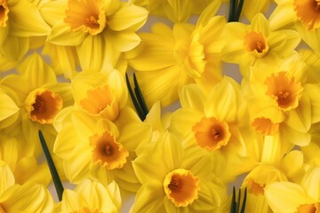 Daffodil Daffodils Flower Flowers Seamless Repeating Repeatable Texture Pattern Tiled Tessellation Background Image