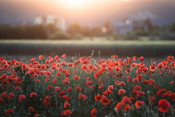 Beautiful field of red poppies in the sunset light.