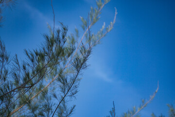 tree branch with blue sky background