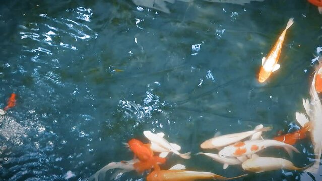 Footage of Fancy Carp, Koi fish or Carp fish swimming in outdoor pond or garden,  Several beautiful Koi fish seen from above in a calm pond.