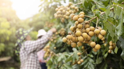 Longan, longan orchard, Thai fruit, farmers are collecting produce to sell at the market in the...
