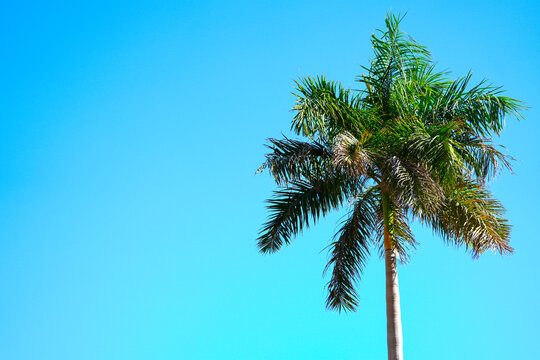 crown of a palm tree, photo with blue background.