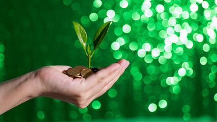 Fototapeta na wymiar Green plant growth from coins