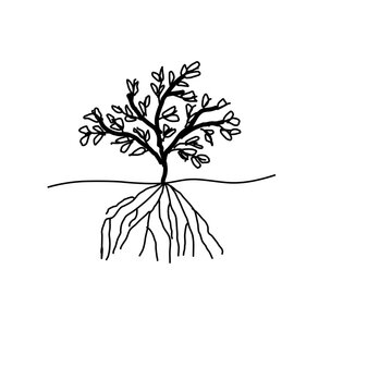 Mangroves 