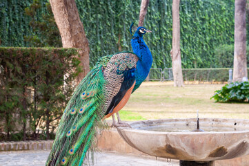 Obraz premium A peacock standing on the edge of a fountain