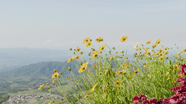 Yellow blooming lance-leaved coreopsis (Coreopsis lanceolata) plant