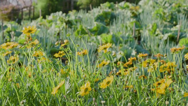 Yellow blooming lance-leaved coreopsis (Coreopsis lanceolata) plant