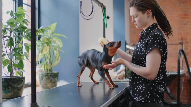 little zwergpinscher in grooming salon during hair care treatment, woman groomer is brushing