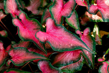 Caladium leaves with water droplets