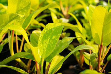 beautiful philodendron after rain.