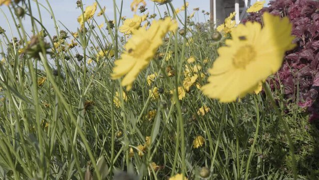 Yellow blooming lance-leaved coreopsis (Coreopsis lanceolata) plant