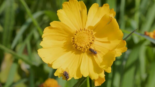 Yellow blooming lance-leaved coreopsis (Coreopsis lanceolata) plant