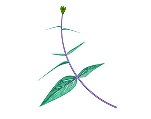 Indian sarsaparilla (Hemidesmus indicus), medicinal plant