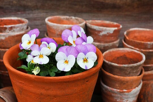 Pansy Flowers In A Terracotta Pot On A Table, Decorated With Small Terracotta Pots.