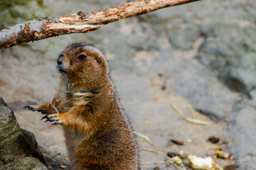 prairie dog in the mountains