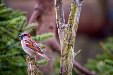 sparrow on a branch in spring