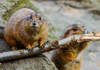 two funny meerkats gnaw on a branch