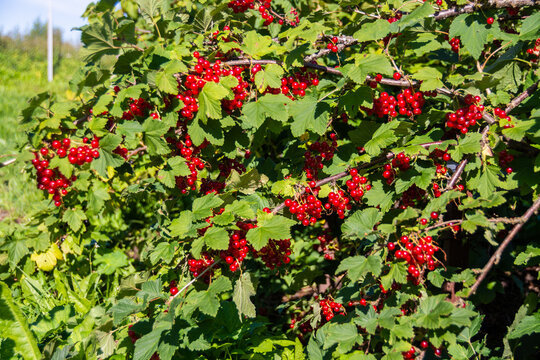  Large ripe red currant berries ripened on the garden plot.