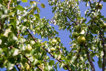 Large ripe varietal pears are ripe on the garden plot. Harvesting. Fruit.