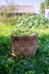 Fototapeta na wymiar Large ripe varietal pears are ripe on the garden plot. Harvesting. Fruit.