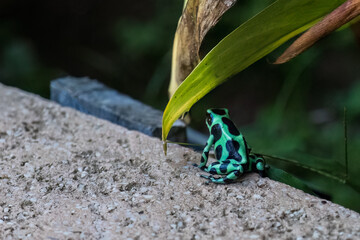 green and black poisoned dart frog