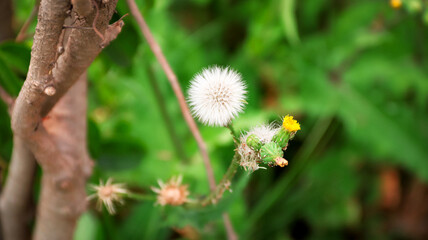 dandelion in the grass
