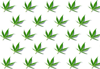Green pattern marijuana hemp leaves on white background.