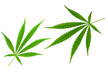 Beautiful green cannabis leaf isolated on white background