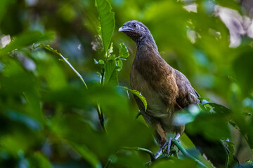 Grey Headed Chacalaca