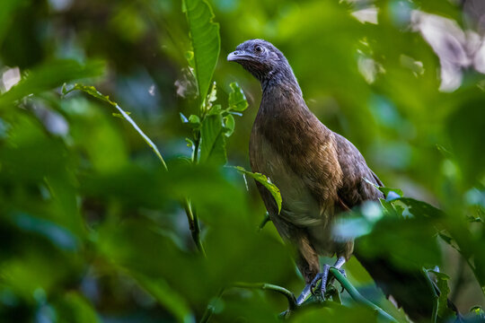 Grey Headed Chacalaca