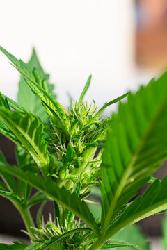 Cannabis flower Blooming marihuana plant with early white flowers