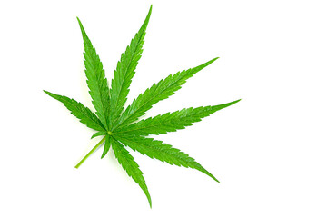 Beautiful Marijuana green leaf. green cannabis leaves isolated on white background