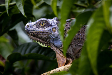 Iguana