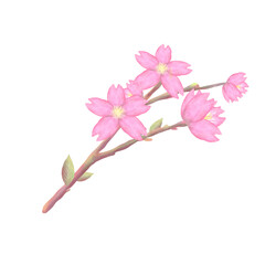 Fototapeta na wymiar 桜の花の咲いた枝