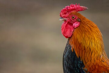 Rooster comb or head close up. Bantam chicken breed.