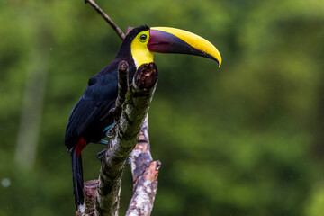 Black mandibled Toucan